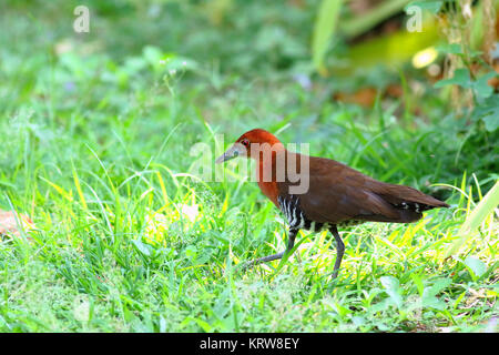 The slaty-legged crake or banded crake (Rallina eurizonoides) is a waterbird in the rail and crake family. Stock Photo