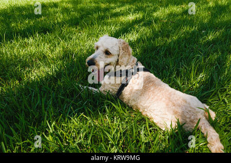 A happy dog lying on the grass with its tongue sticking out Stock Photo