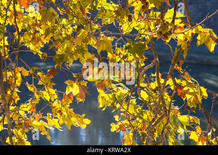 yellow leaves sycamore illuminated by autumn sun Stock Photo