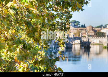 branch of sycamore tree and Tiber River in Rome Stock Photo