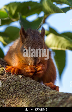 Red squirrel standing on the tree and eating Stock Photo