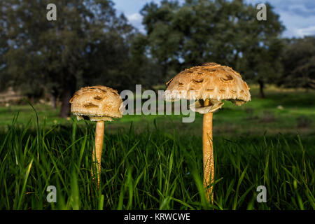 Macrolepiota procera. Edible excellent, being a very popular mushroom. Stock Photo