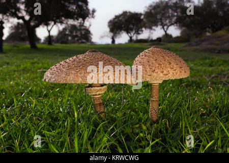 Macrolepiota procera. Edible excellent, being a very popular mushroom. Stock Photo