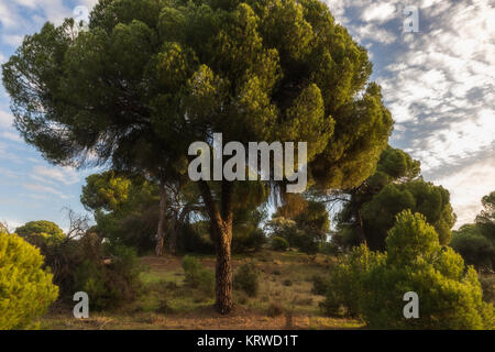 Landscape in a pine forest. Stock Photo