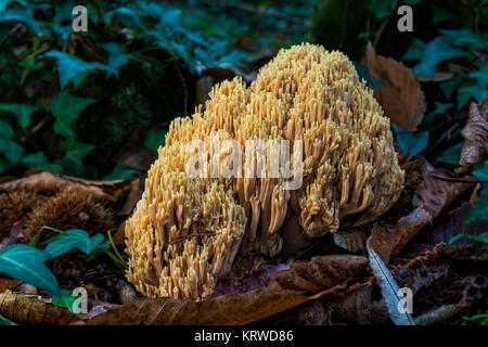 Ramaria formosa, commonly known as the beautiful clavaria, handsome clavaria, yellow-tipped- or pink coral fungus, is a coral fungus found in Europe a Stock Photo