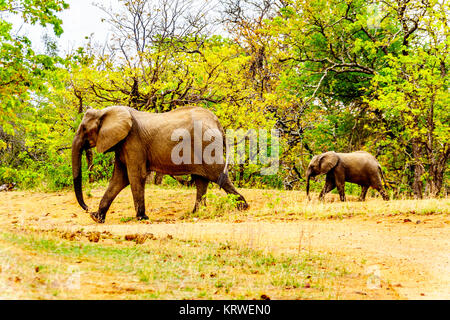 Mother Elephant with a Calf Elephant coming from the Letaba River to go back into the forest of Kruger National Park in South Africa Stock Photo