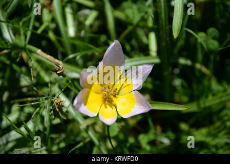 Lila Violett Gelb Tulpe Tulipa Violett Lila Garten Gartenblume Gartenblumen Blumengarten Zierpflanze Pflanze Pflanzen Blume Blute Einzelblute Einzeln Stock Photo Alamy