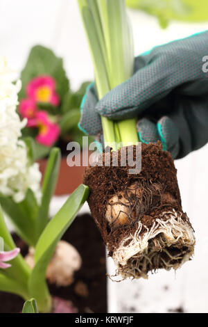 planting bulb plants,hyacinth. hyacinth,transplanting plants Stock Photo
