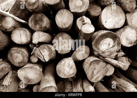 tree trunks in a forest Stock Photo