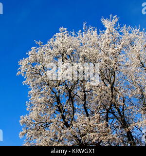 Â plane crown with hoarfrost Stock Photo