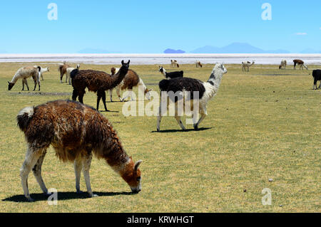 Grazing Llamas (Lama glama), Salar de Uyuni, Tahua, Potosi, Bolivia Stock Photo