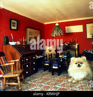 Dogs, lace sitting in dollhouse, England, Great Britain Stock Photo