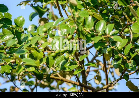photo of green plums and leaf Stock Photo