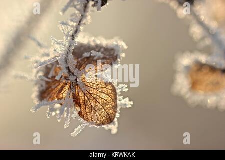 seed of a velvet hydrangea (hydrangea sargentiana) with hoarfrost Stock Photo