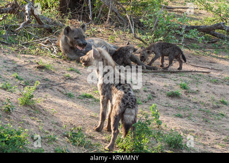 Spotted hyena family (Crocuta crocuta) in the Kruger National Park, South Africa Stock Photo