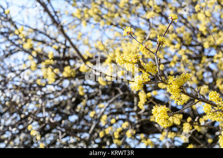 Cornus mas, Cornelian cherry, European cornel, dogwood, flowering plant in the dogwood Cornaceae, native to southern Europe and middle east. Stock Photo