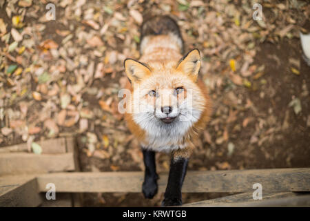 Fox climb up for food Stock Photo