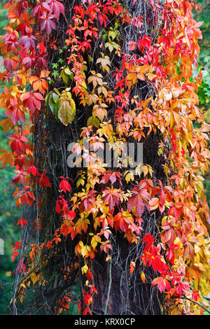 Climbing plant in autumn Stock Photo