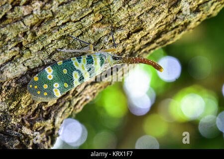 Lantern fly insect Stock Photo