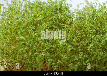 Cress seedlings isolated on white background Stock Photo