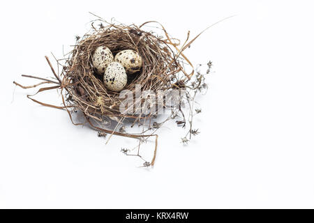 Real bird nest with eggs isolated on white background Stock Photo - Alamy