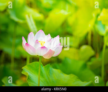 Closeup lotus flower Stock Photo