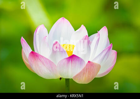 Closeup lotus flower Stock Photo