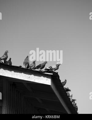 PIGEONS ON THE ROOF Stock Photo