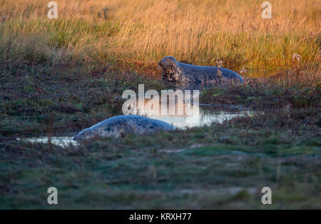 Donna Nook, Lincolnshire, UK. 5th Nov, 2017. Greys Seal in the Morning light at the UK Military Range Donna Nook, Lincolnshire, UK.Seals Gather in their Thousands on the military ranges tp give birth to their pups Credit: Charlotte Graham/ZUMA Wire/Alamy Live News Stock Photo