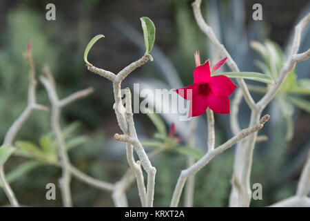 desert rose plant with a single bright pink bloom Stock Photo