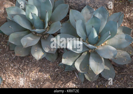 two Parry's Agave plants also know as mescal agave have a blue green coloring and a dark point on the tip of the leaf. Scientific name agave parryi Stock Photo