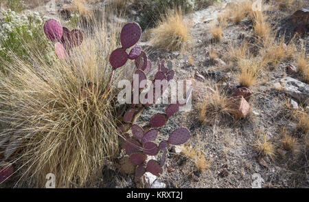 plants in the Arizona desert Stock Photo