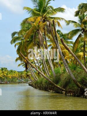 backwaters in kerala,india Stock Photo