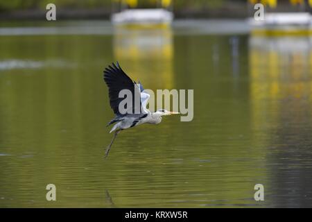 great blue heron flies over a lake Stock Photo