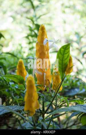 orange flower in madagascar rainforest Stock Photo