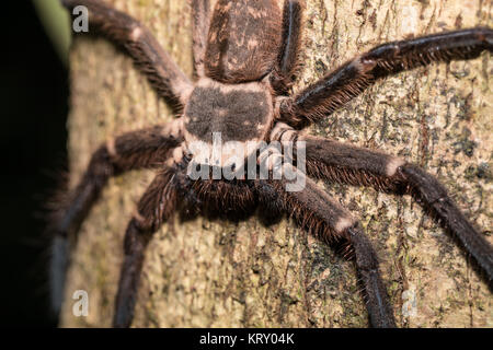 big huntsman spider on tree Madagascar Stock Photo