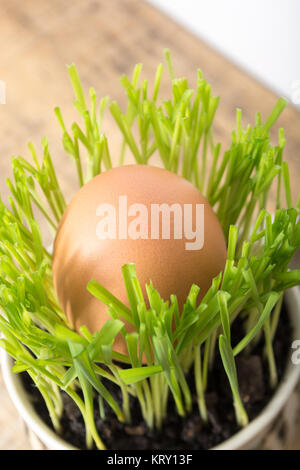Green wheat in the ceramic cup Stock Photo