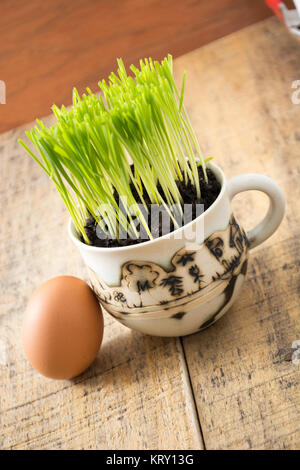 Green wheat in the ceramic cup Stock Photo