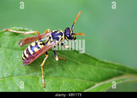 european paper wasp polistes dominula Stock Photo