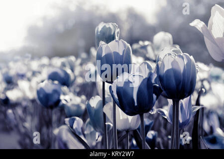 tinted tulips concept Stock Photo