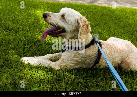 A happy dog lying on the grass with its tongue sticking out. Stock Photo