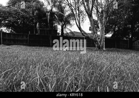 A black and white photo of a happy dog in a big field of grass in a suburban park. Stock Photo