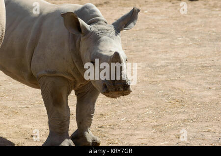 Baby rhino close up Stock Photo