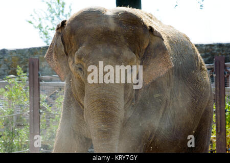 Elephant in park close up Stock Photo