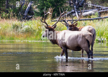 Wapiti Hirsch 32, Elk bull 32 Stock Photo