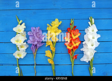 multi colored gladioli on bright blue wood planks, background Stock Photo