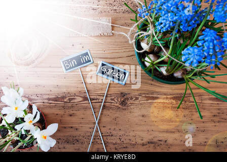 Two Signs With German Text Bin Im Garten Means I Am In The Garden. Sunny Spring Flowers Like Grape Hyacinth And Crocus. Hemp Fabric Ribbon. Aged Wooden Background Stock Photo