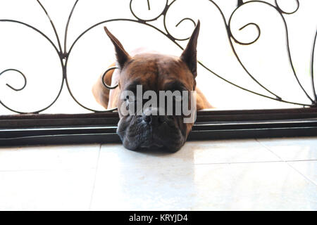 Helpless puppy behind bars waiting to be free Stock Photo