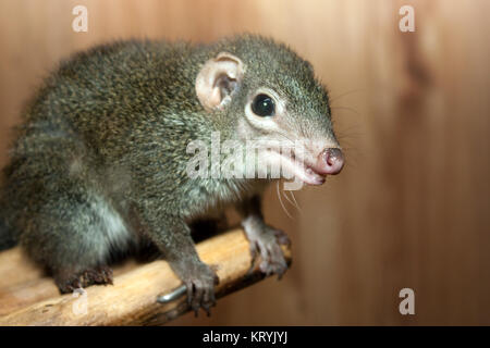 Tupaia glis tree shrew rodent animal fur squirrel Stock Photo