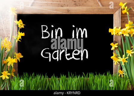 Blackboard With German Text Bin Im Garten Means I Am In The Garden. Sunny Spring Flowers Nacissus Or Daffodil With Grass. Rustic Aged Wooden Background. Stock Photo